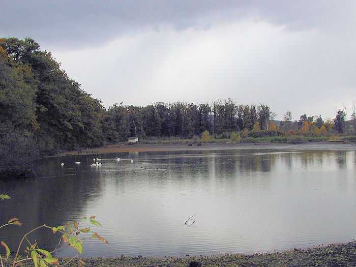 Zavt