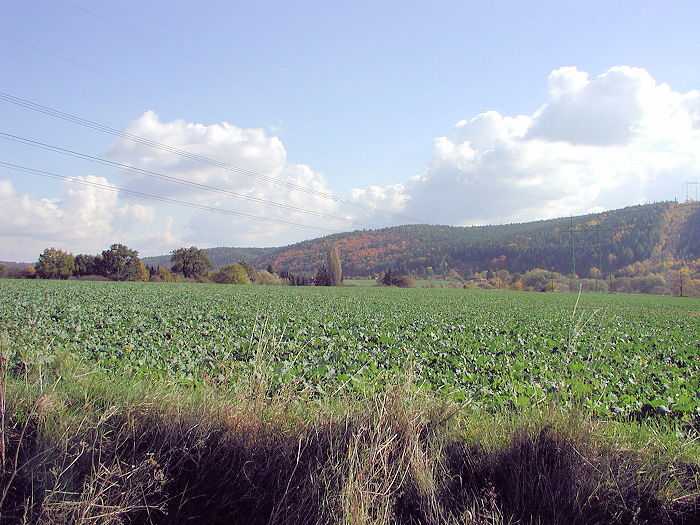 Zavt